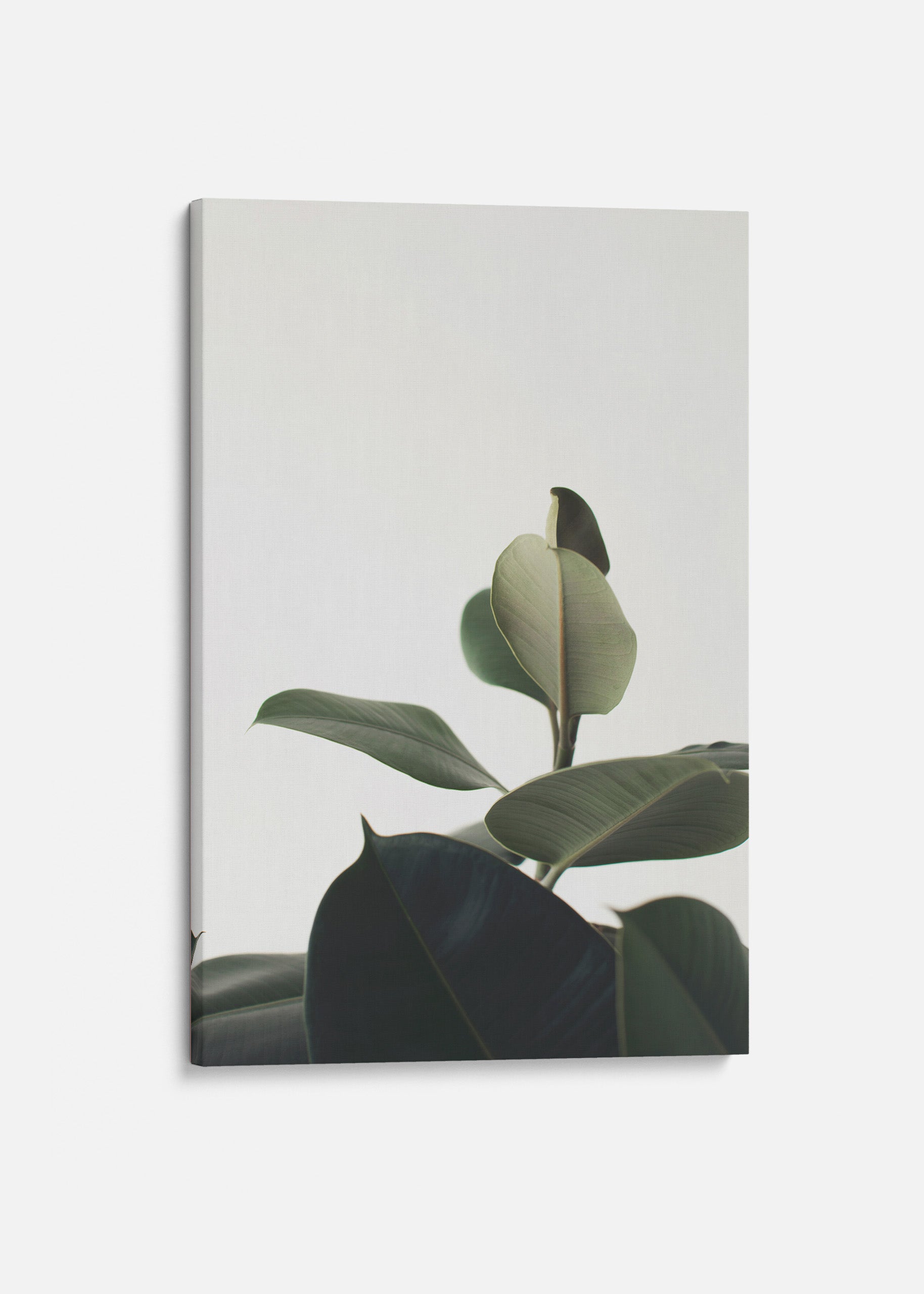 Rubber Plant 3 Canvas