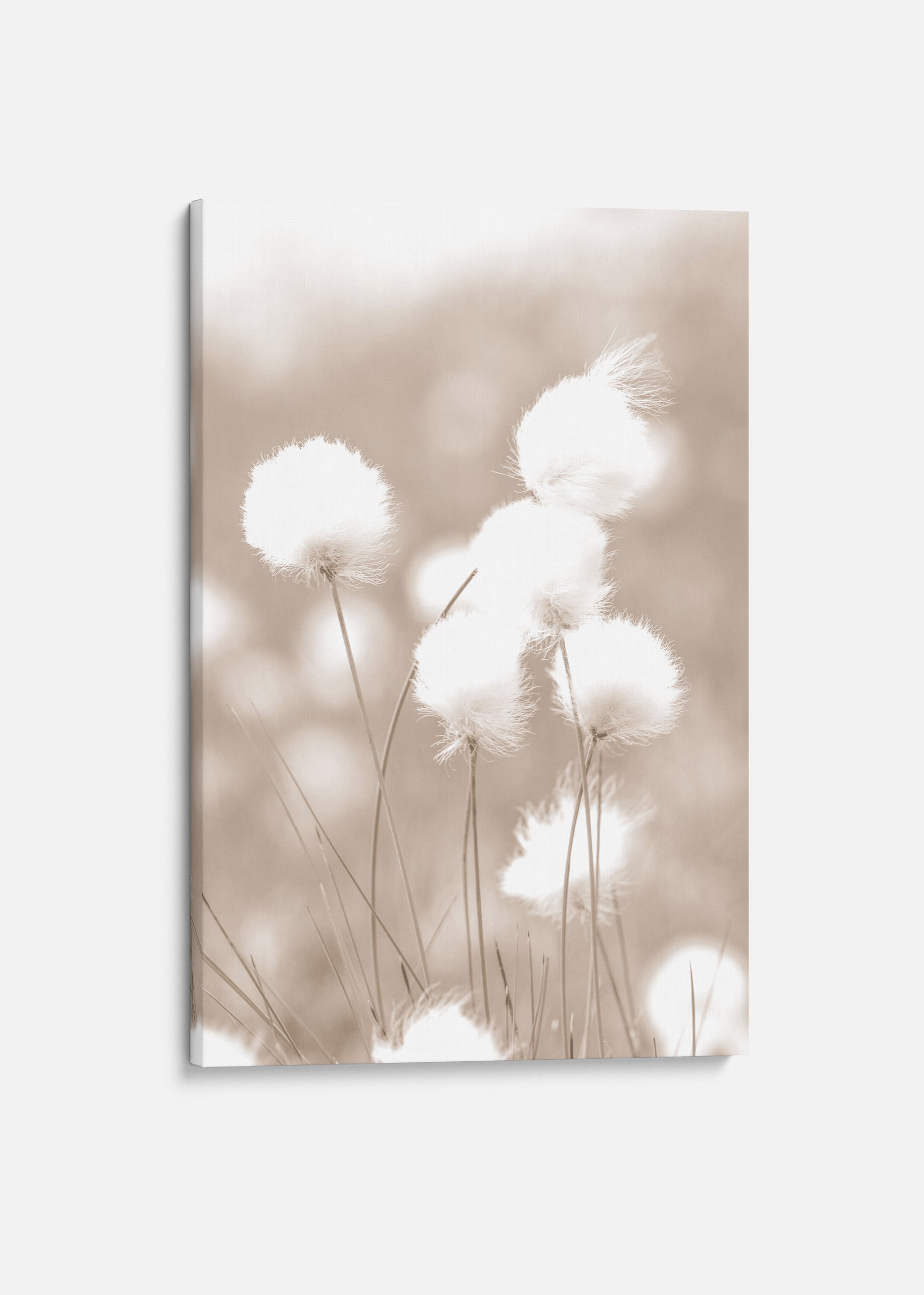 Cottongrass Canvas