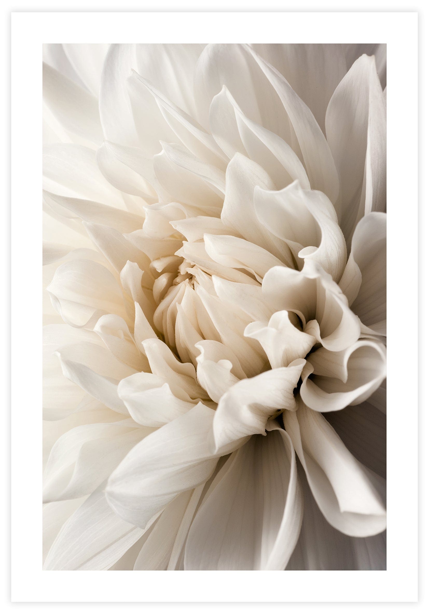 White Dahlia Poster