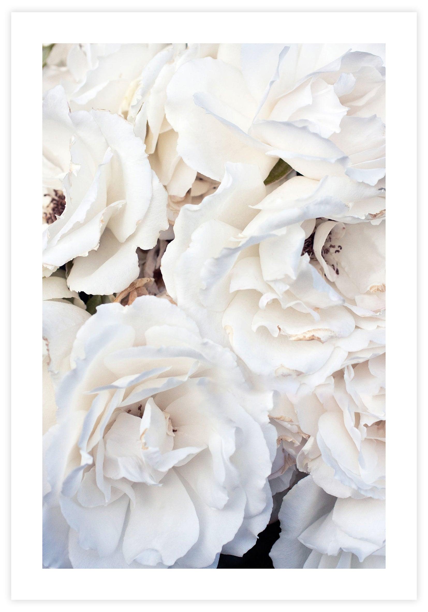 White Roses Poster