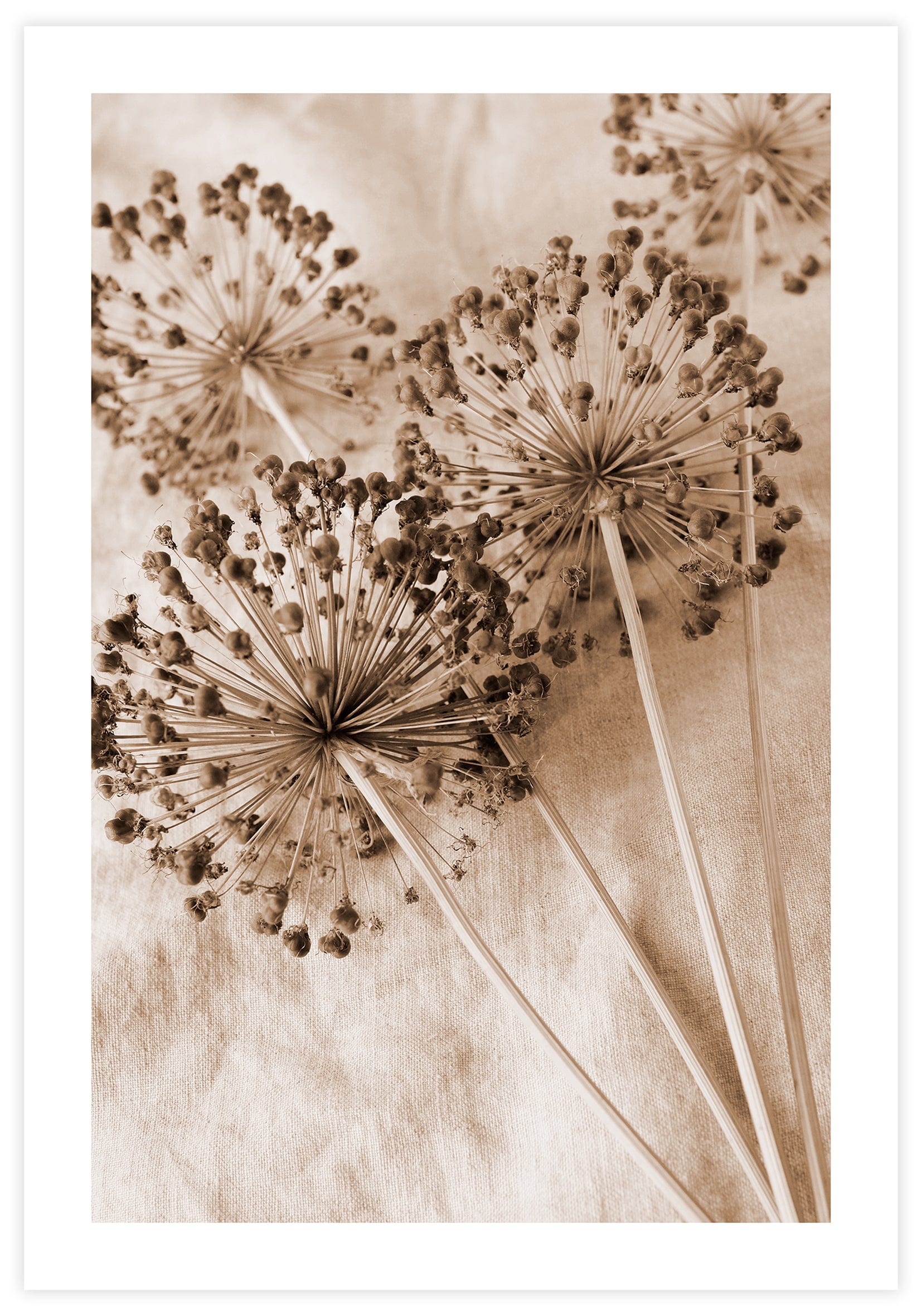 Dry Alium Poster