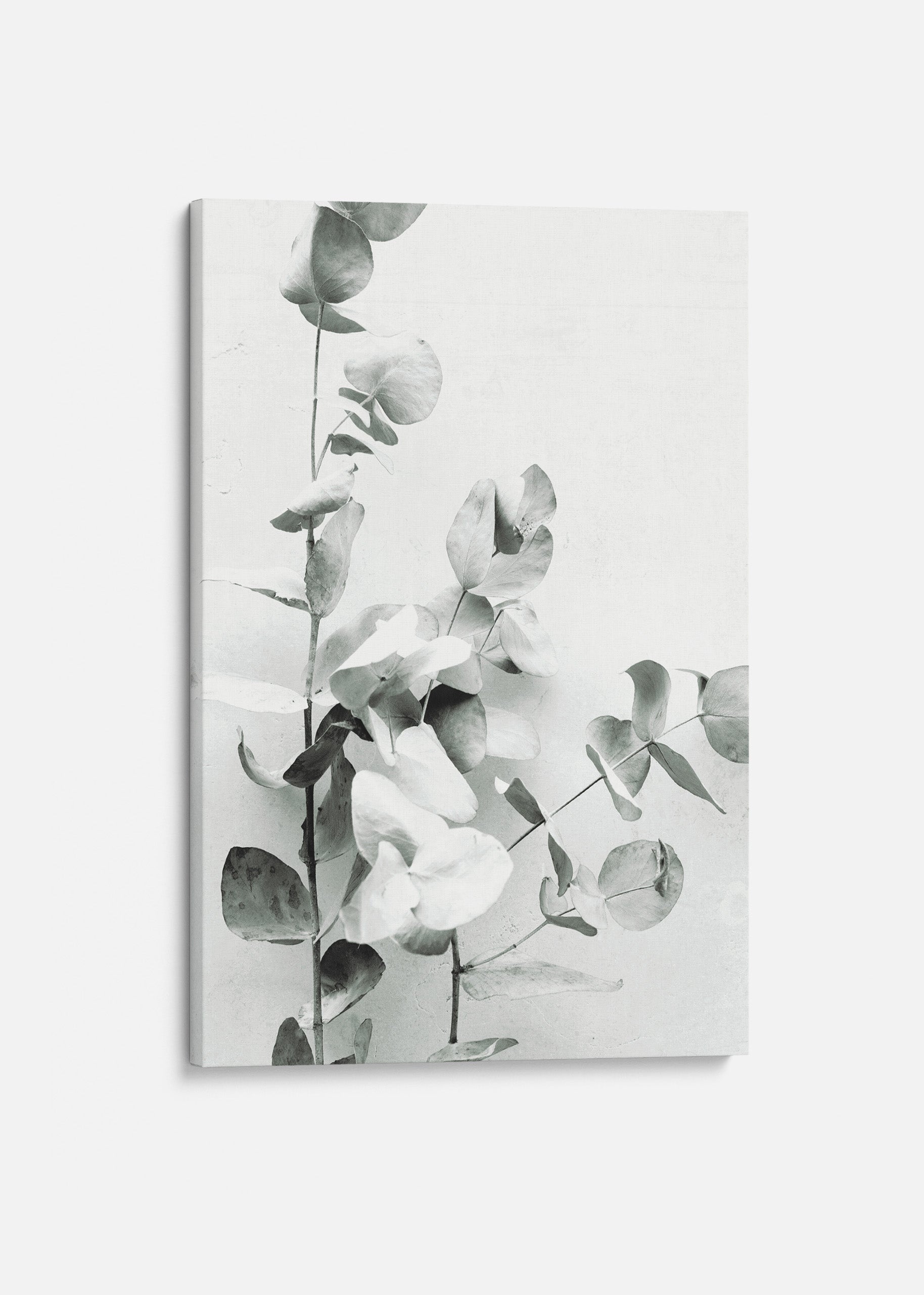 Eucalyptus Twigs Canvas