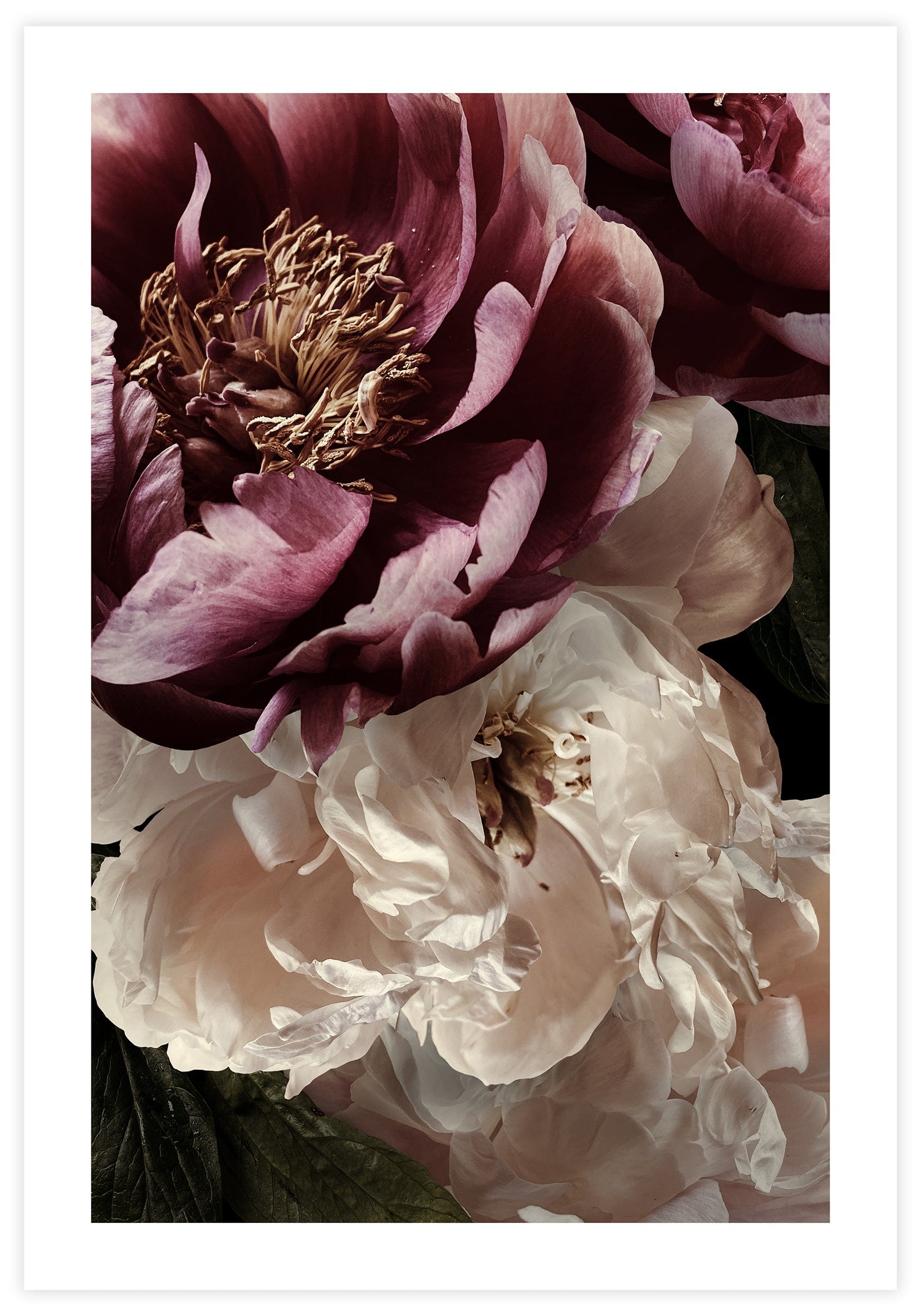 Peonie Sunset Poster