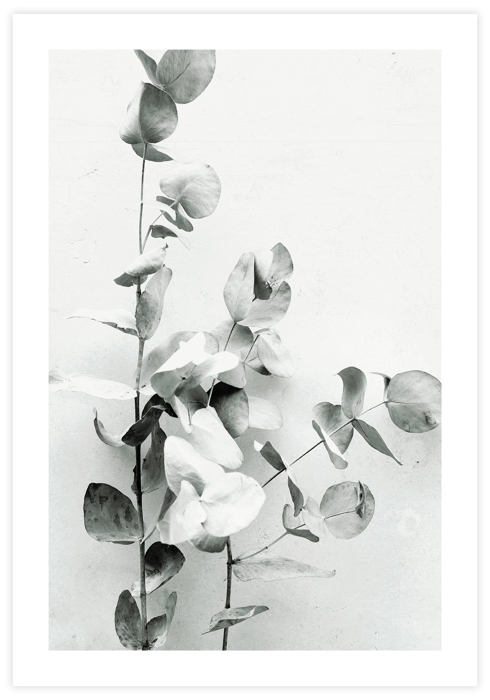 Eucalyptus Twigs Poster