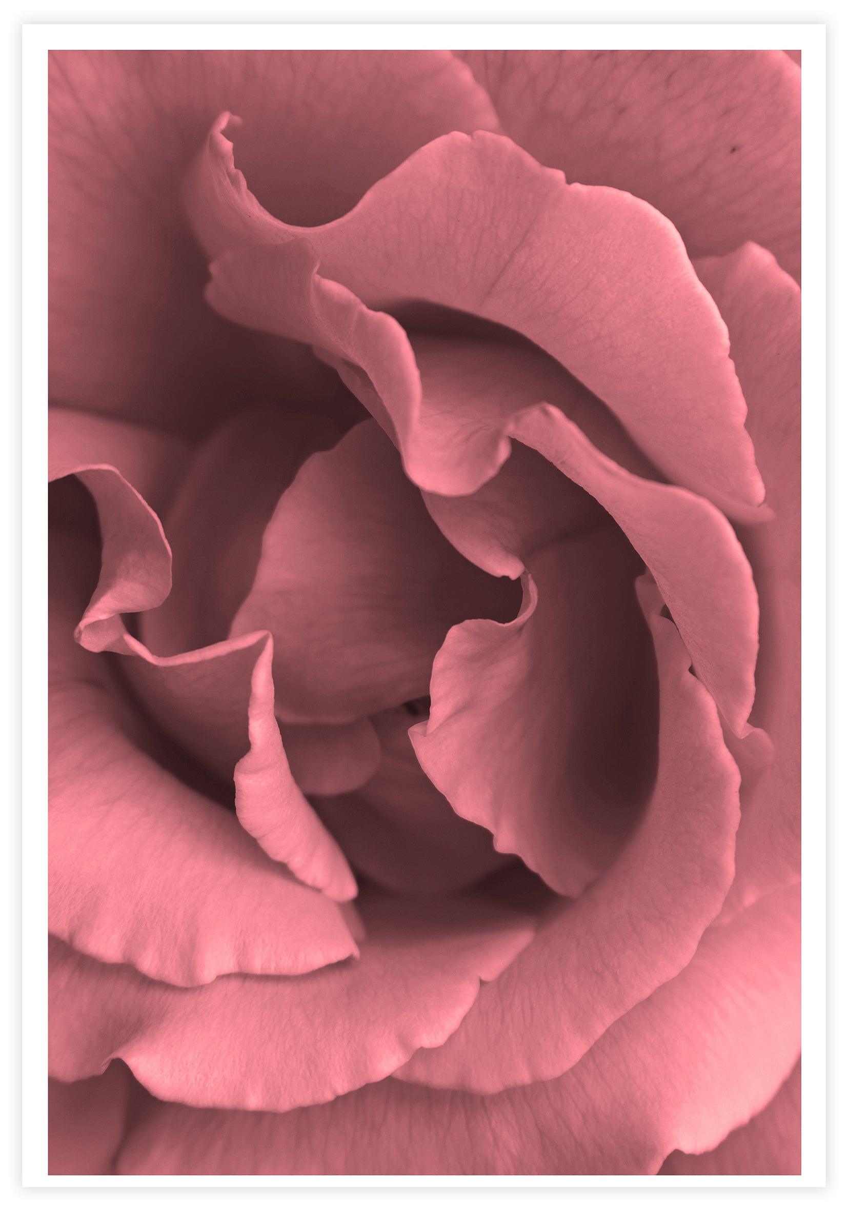 Pink Rose Poster