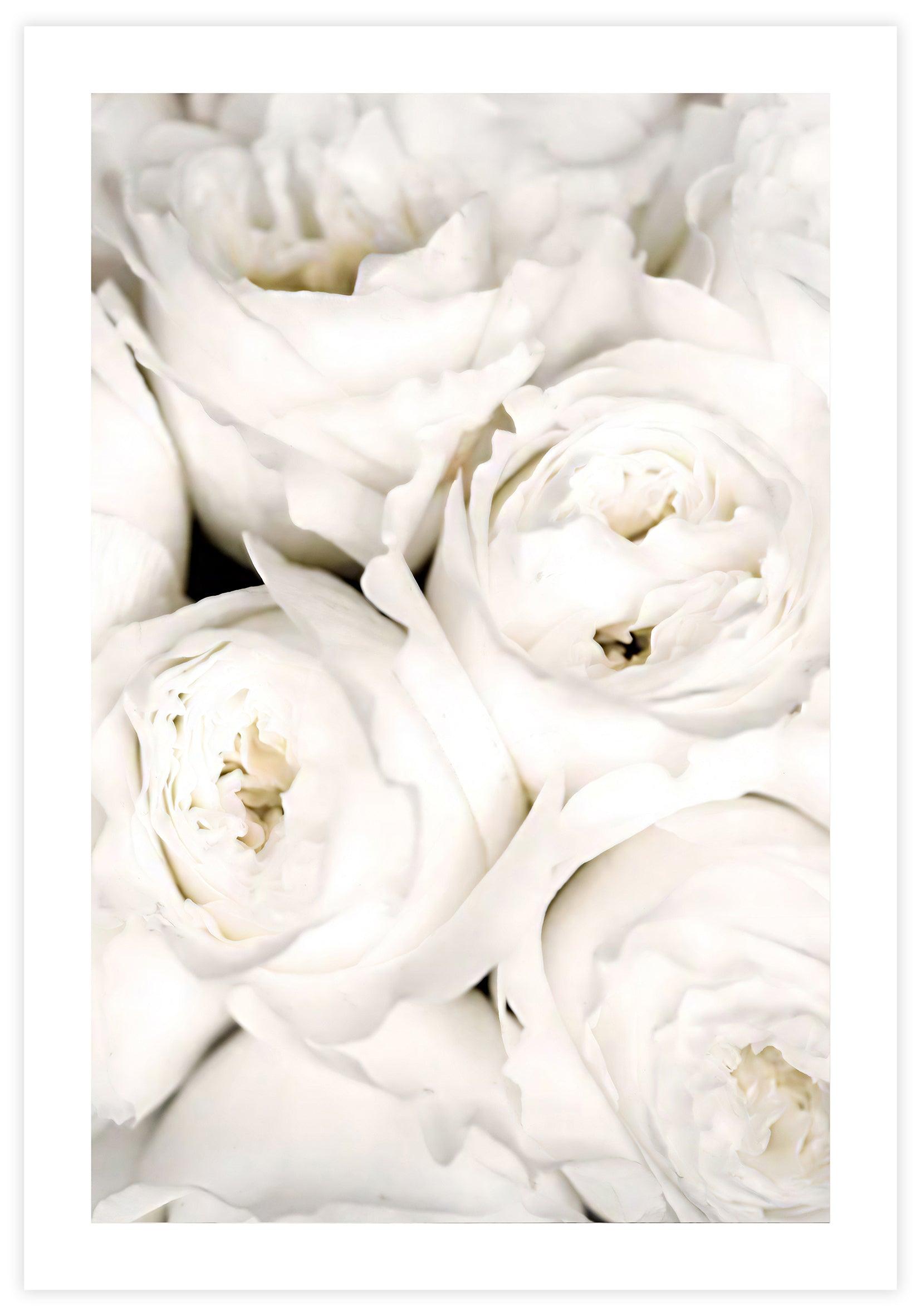 White Rose Garden Poster