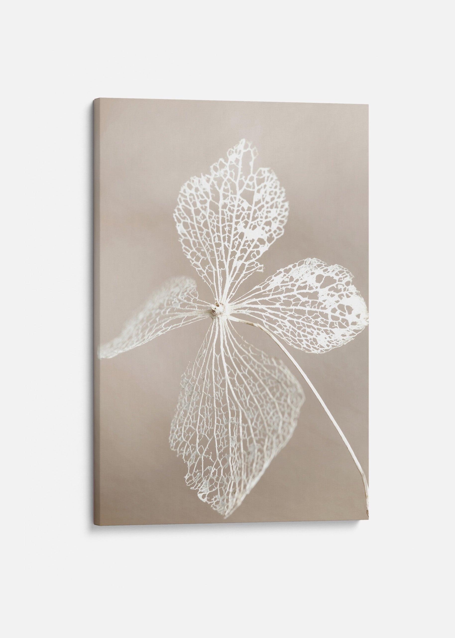 Dried Flower Canvas