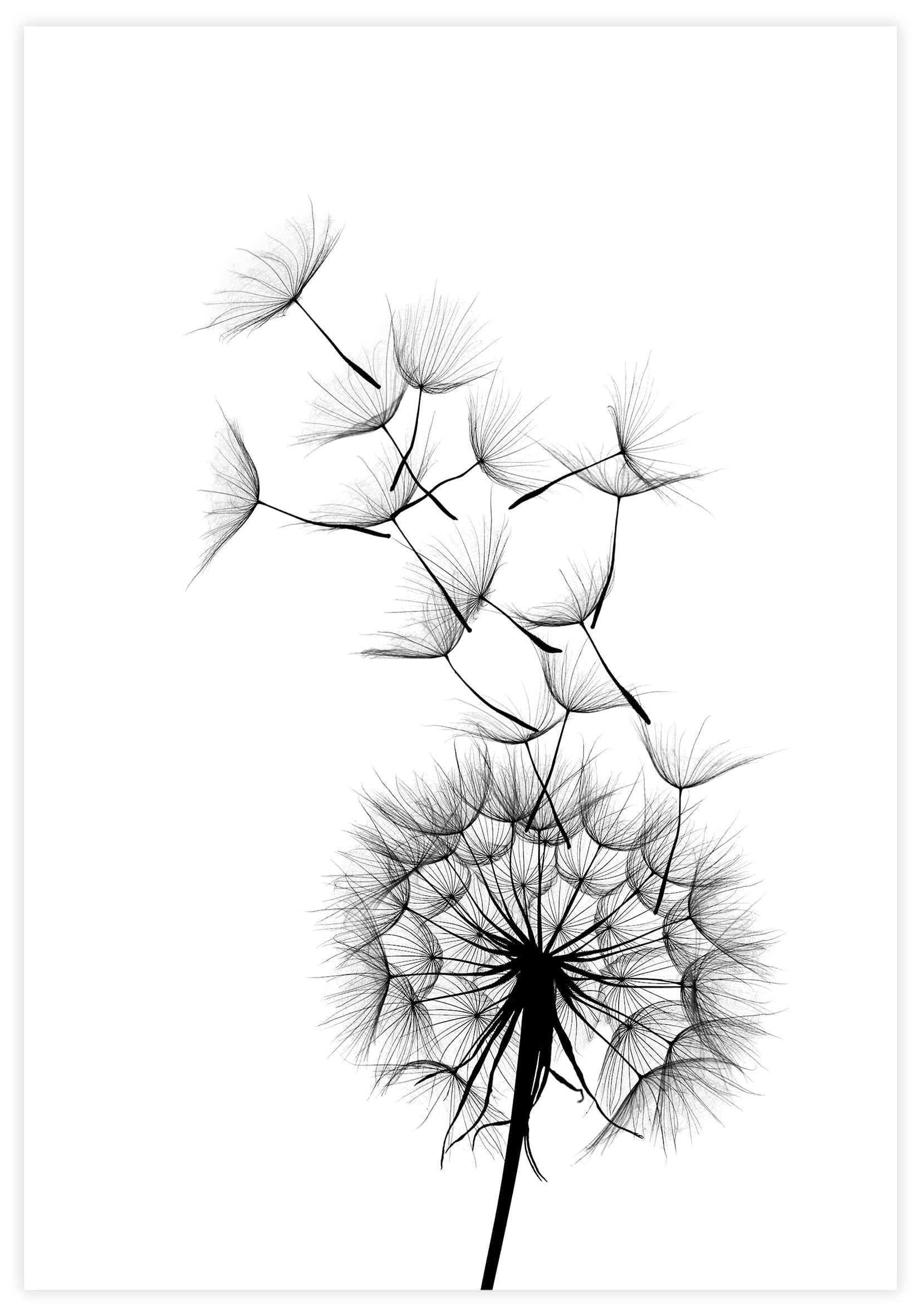 Dandelion no3 Poster - KAMAN