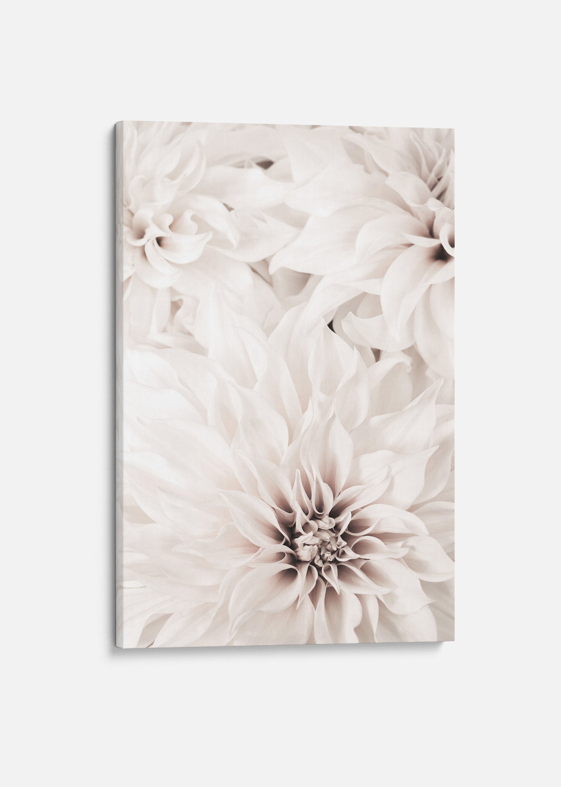 Dahlia Canvas