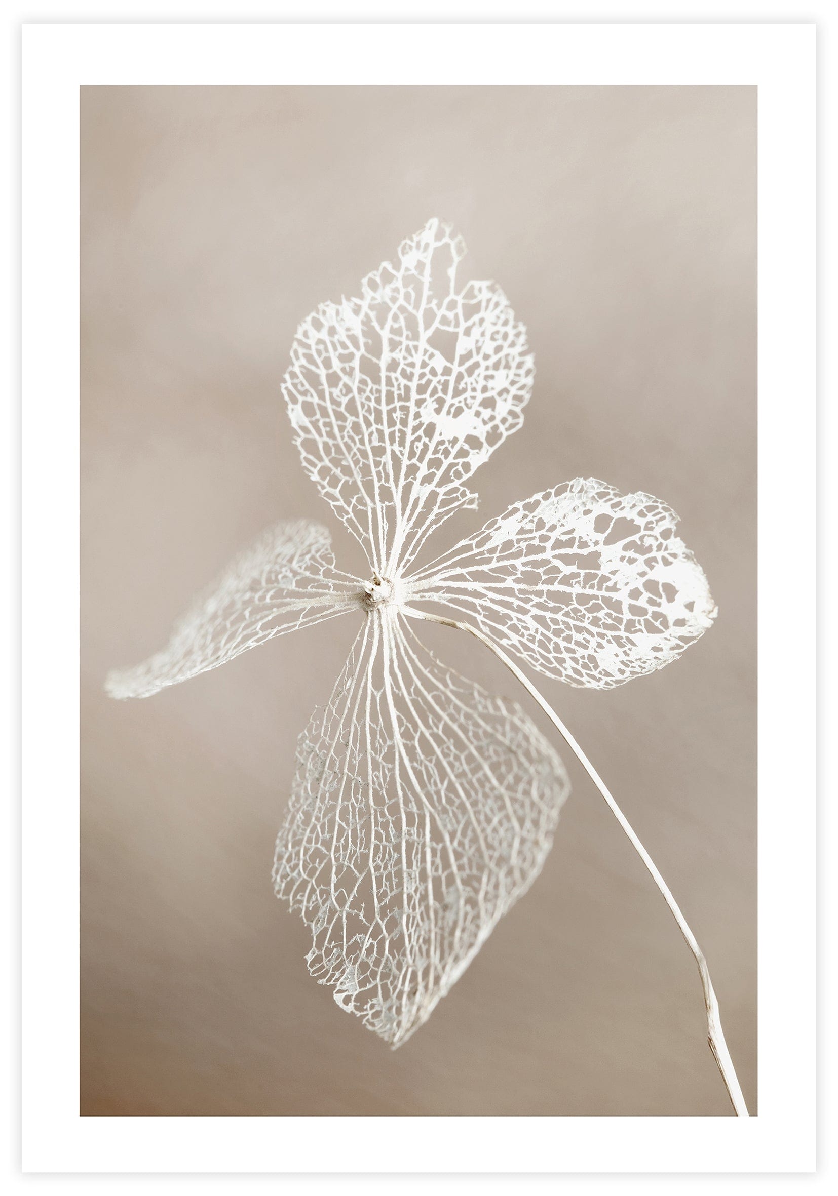 Dried Flower Poster - KAMAN