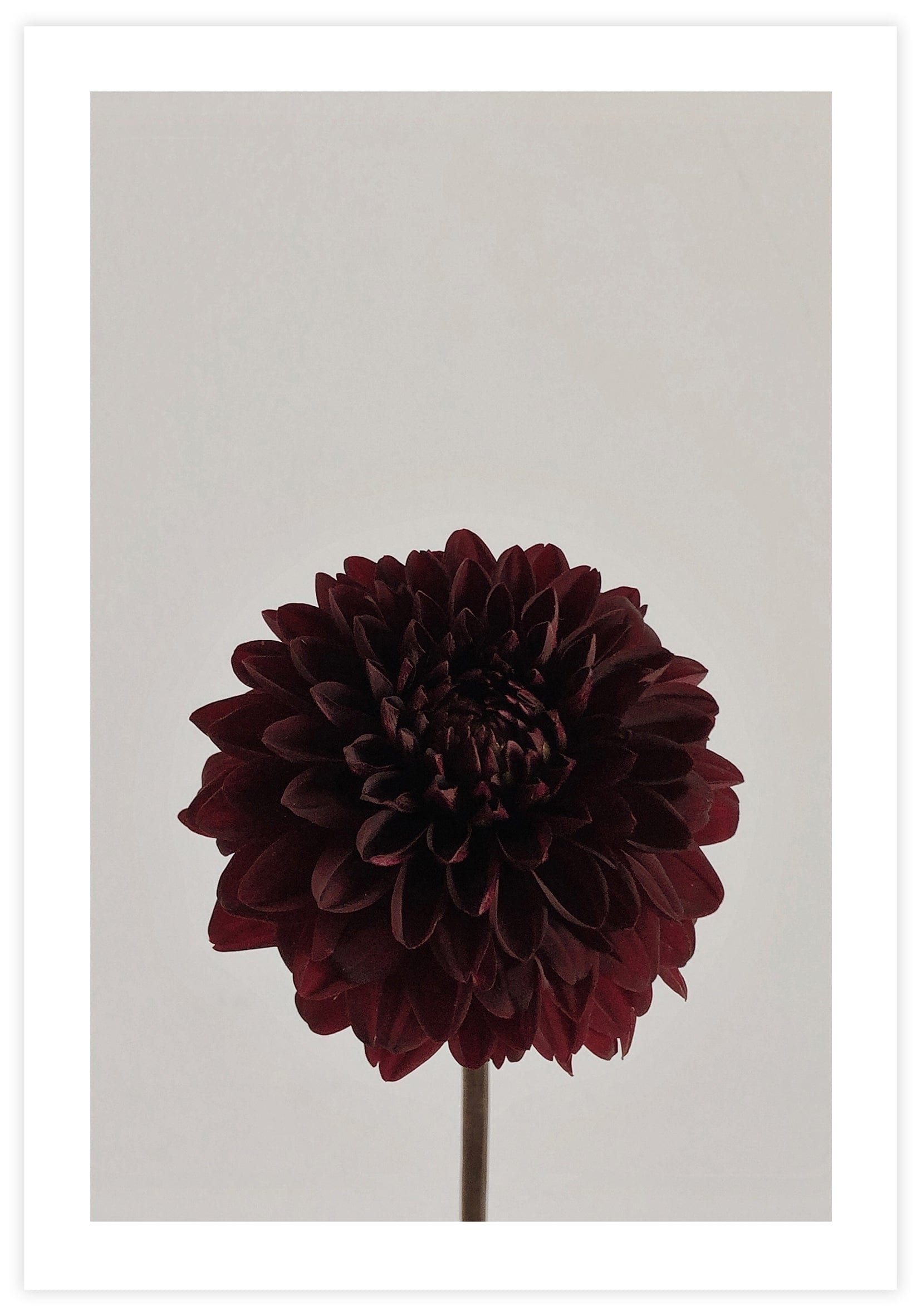 Dark Burgundy Poster