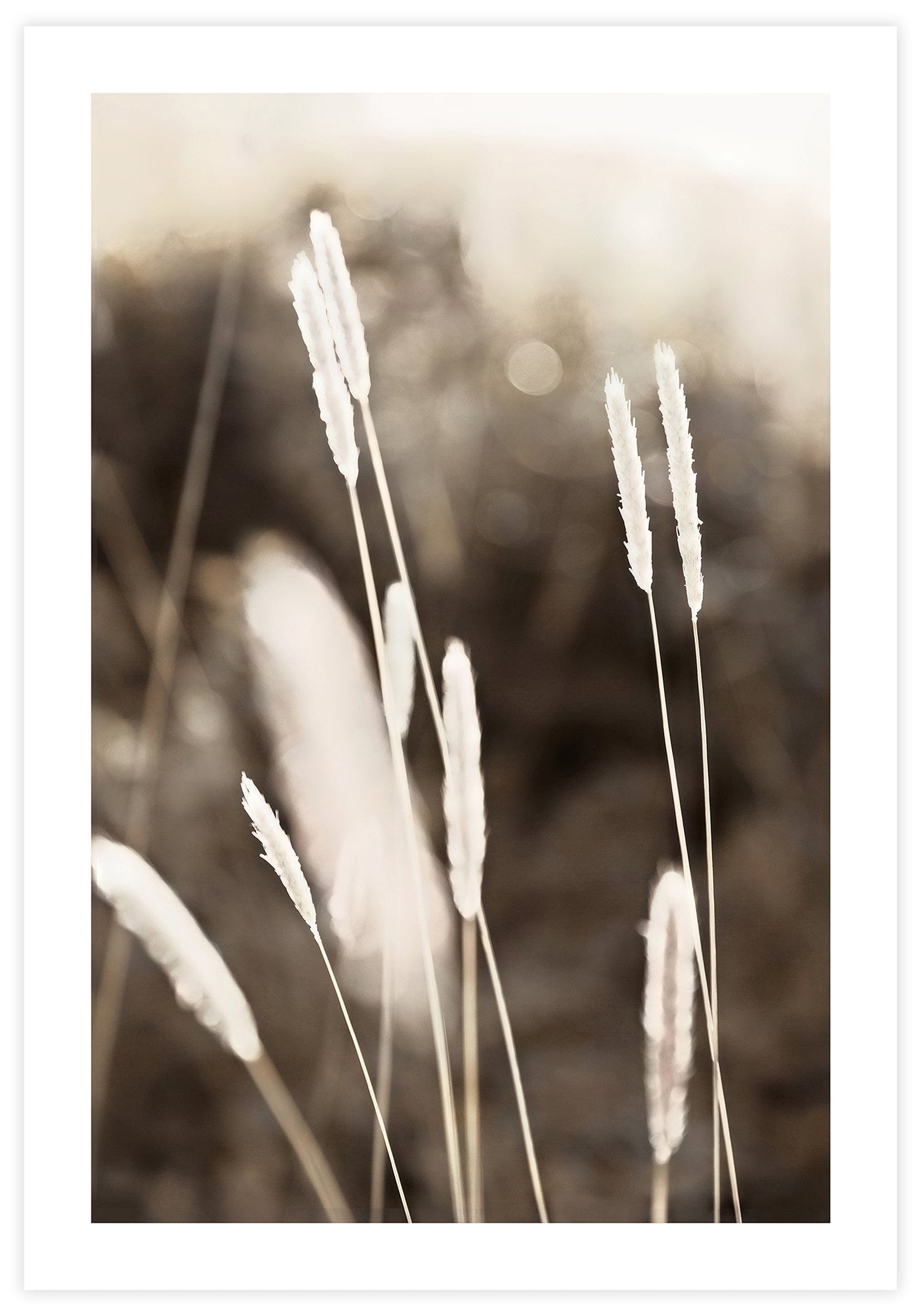 Evening Summer Field Poster