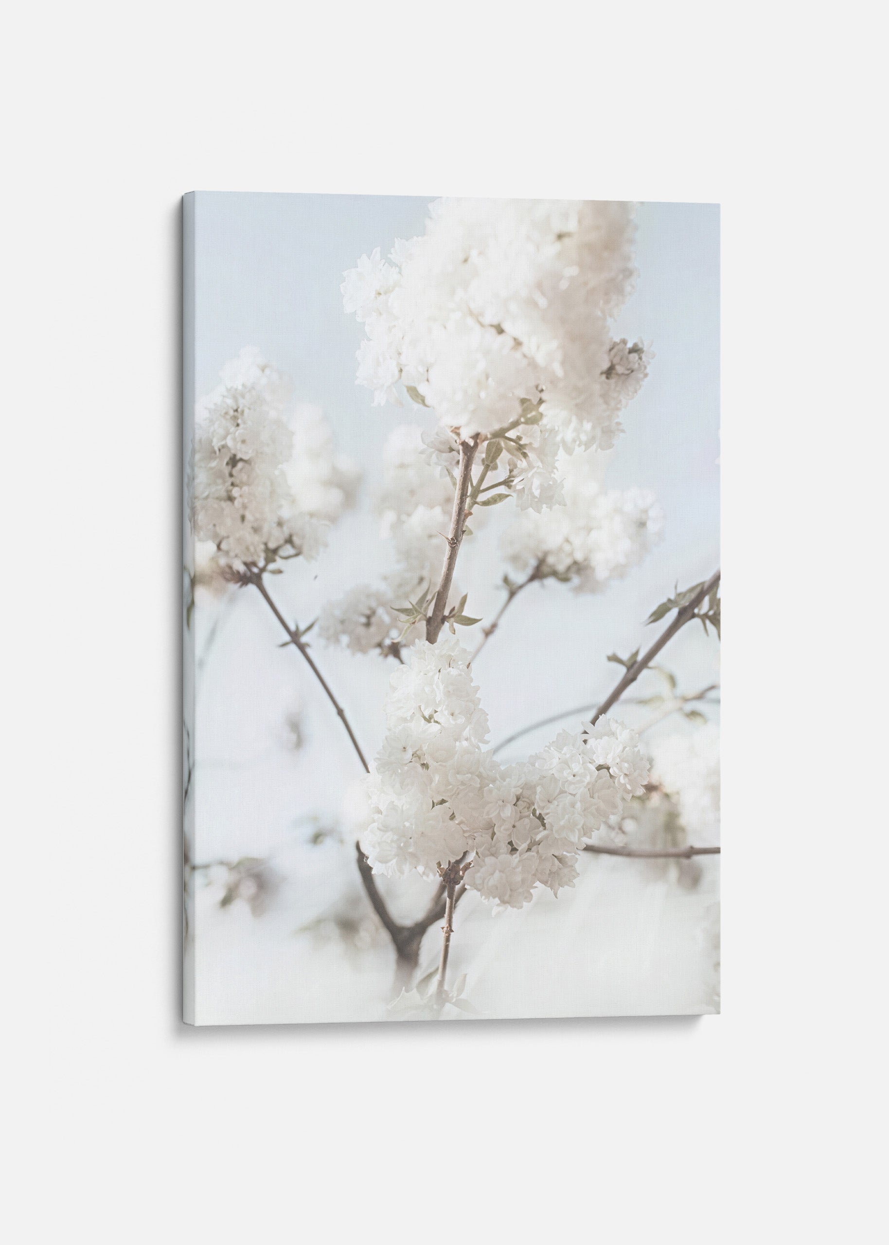 Blooming White Canvas