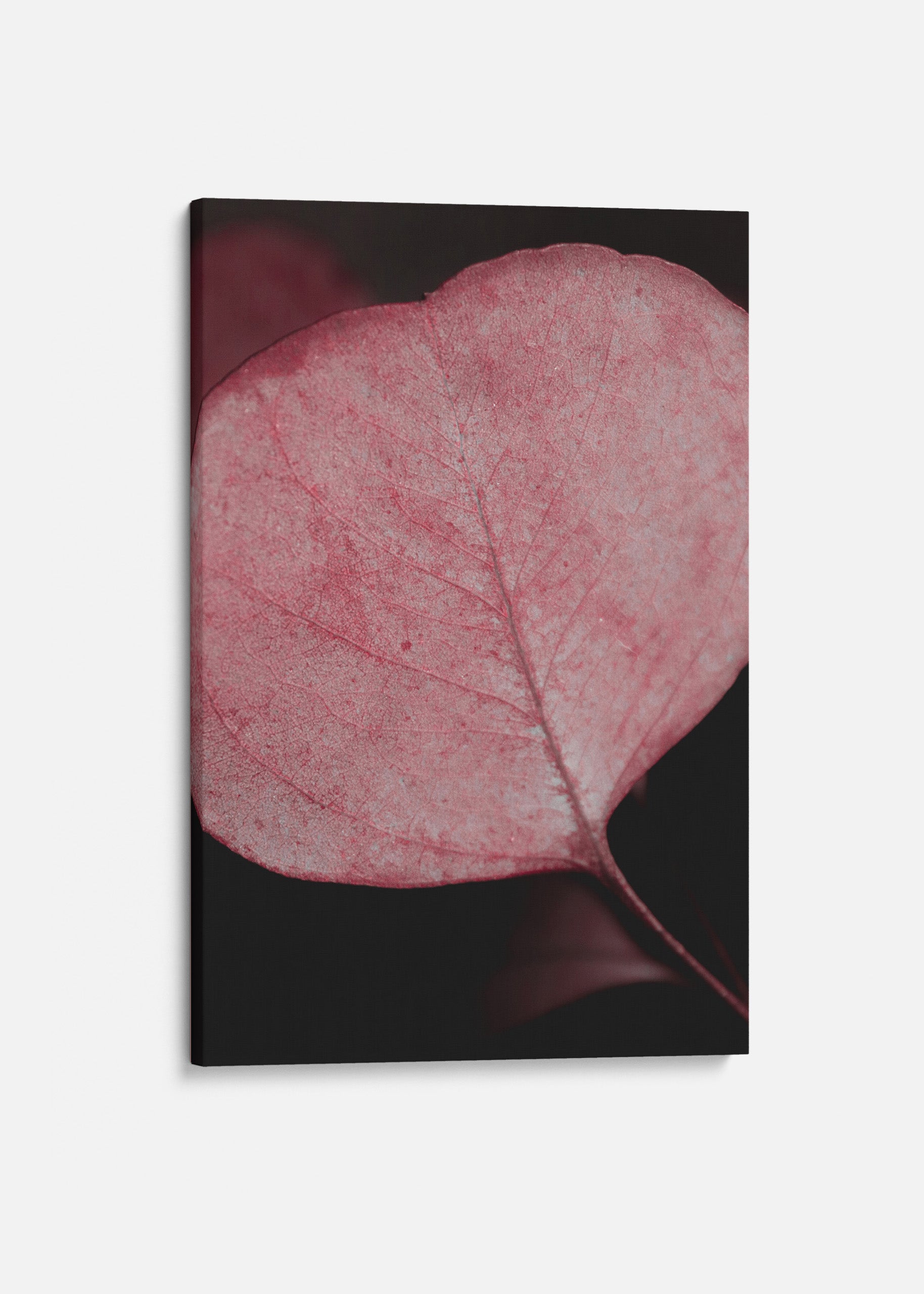 Red Eucalyptus Closeup Canvas