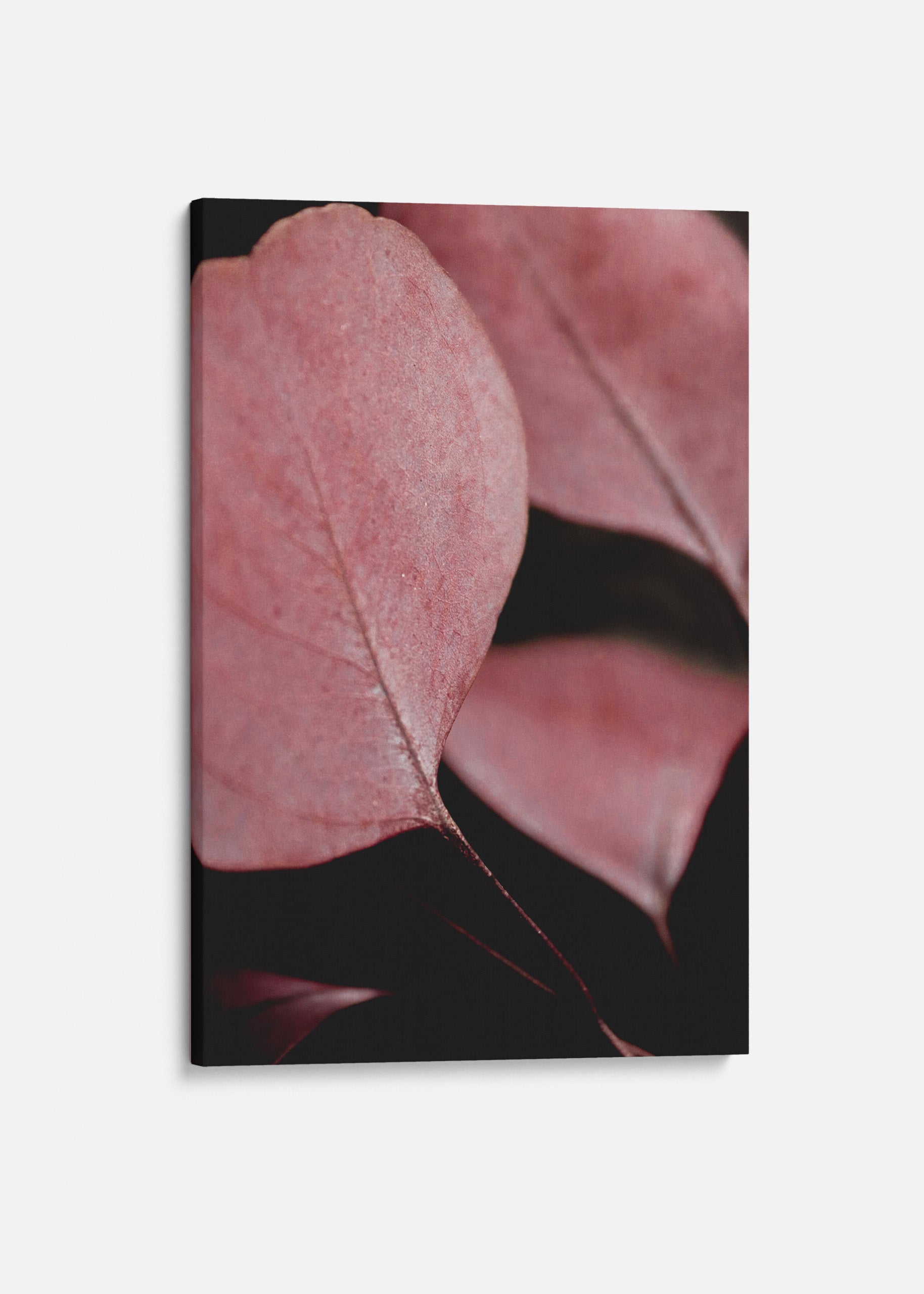 Red Eucalyptus Closeup no2 Canvas