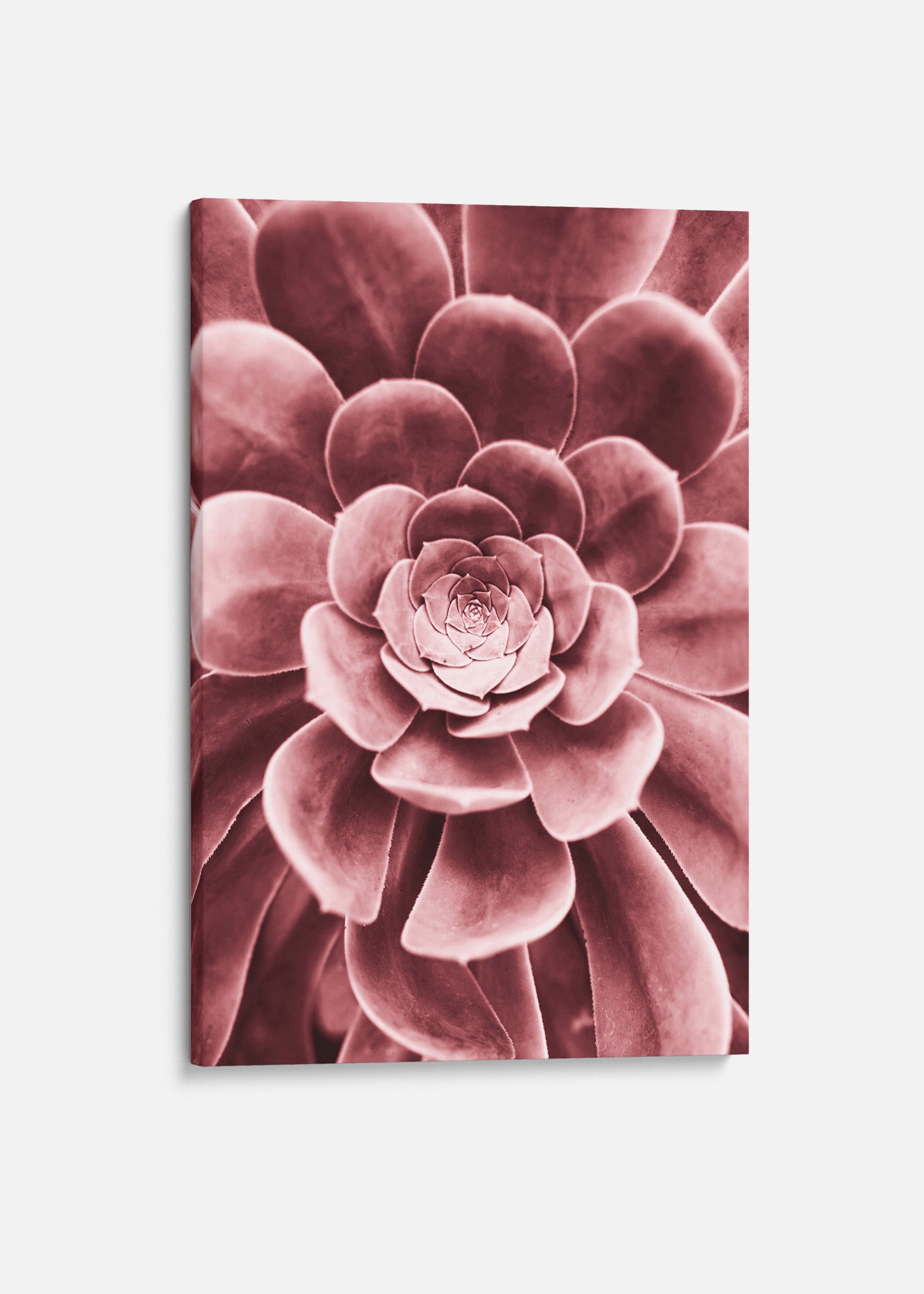 Red Succulent Canvas