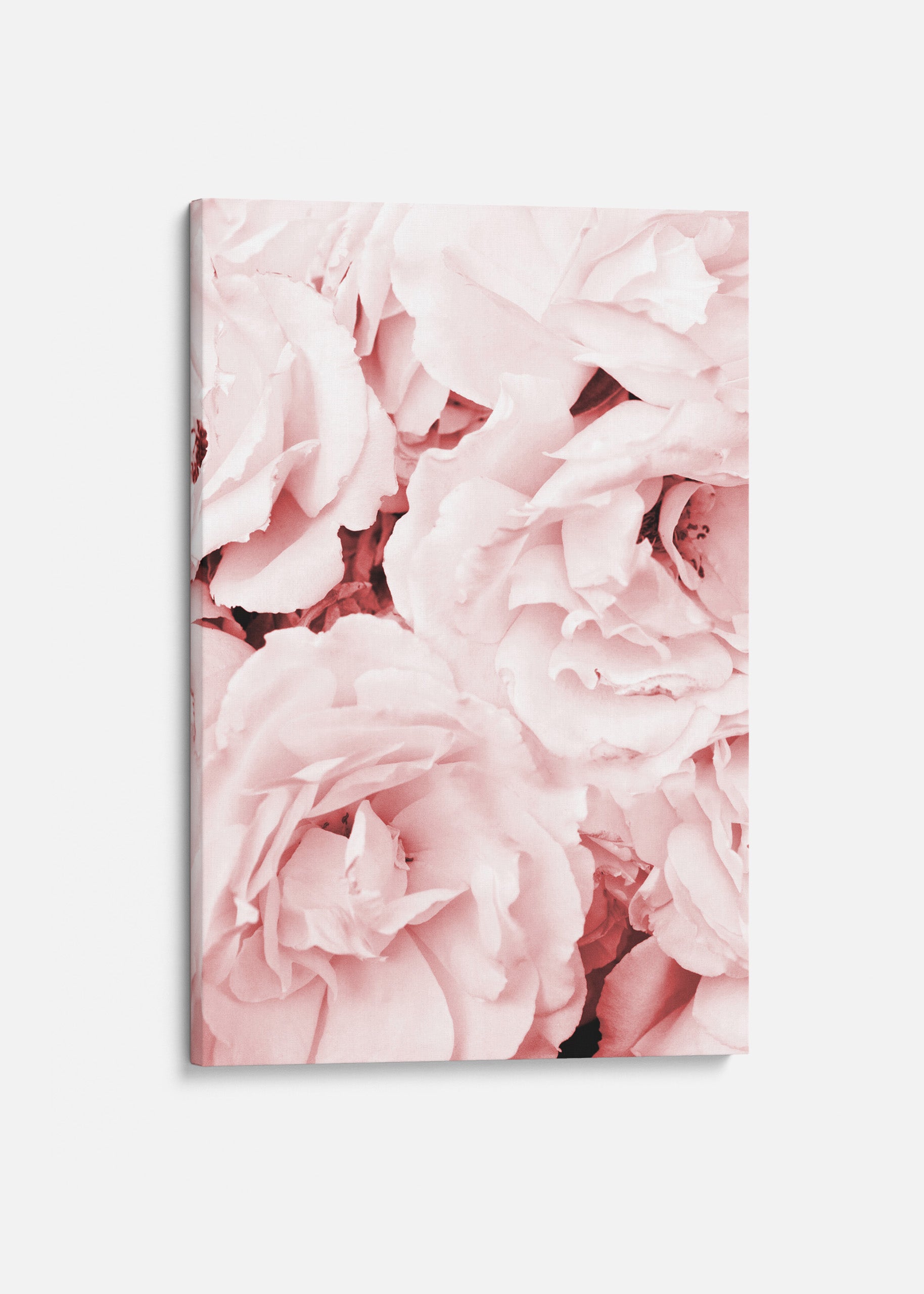 Pink Roses Canvas