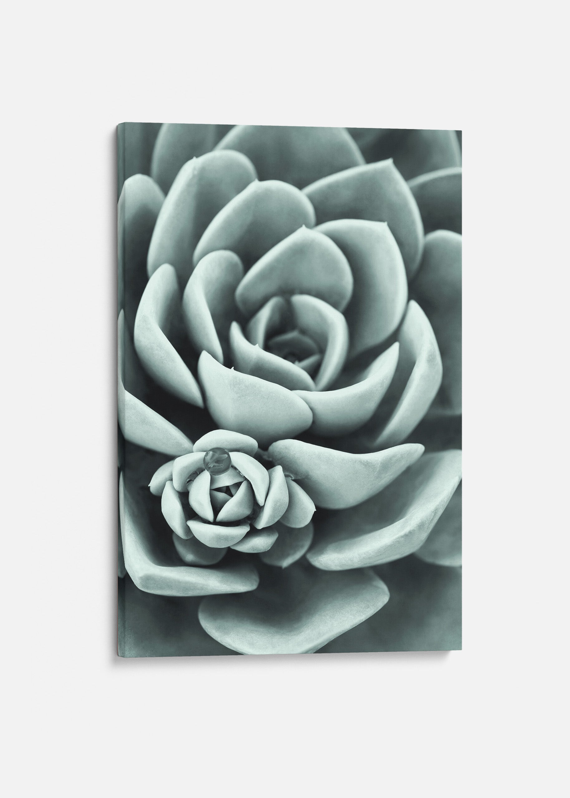 Mint Green Succulent Canvas