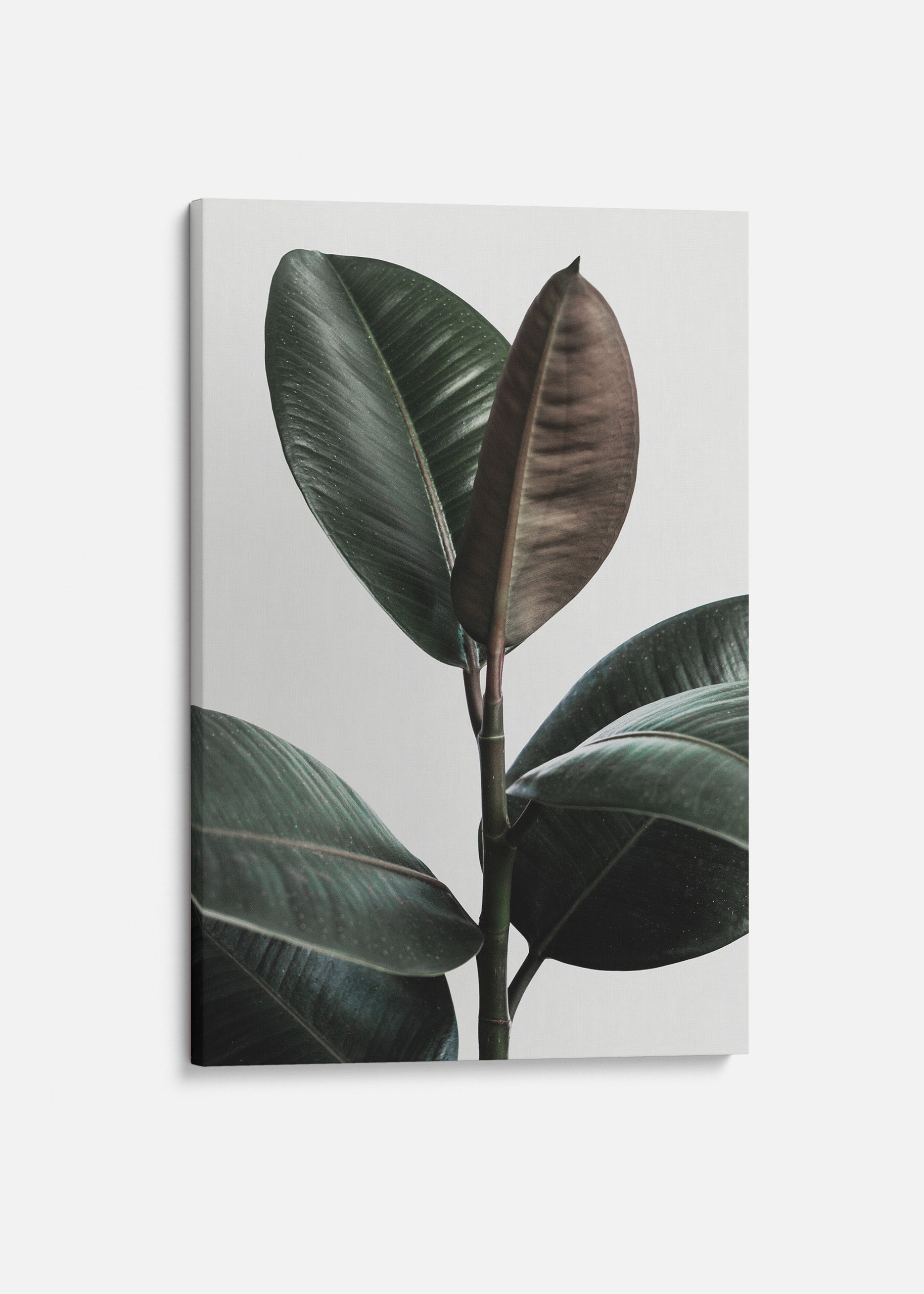 Rubber Plant 2 Canvas