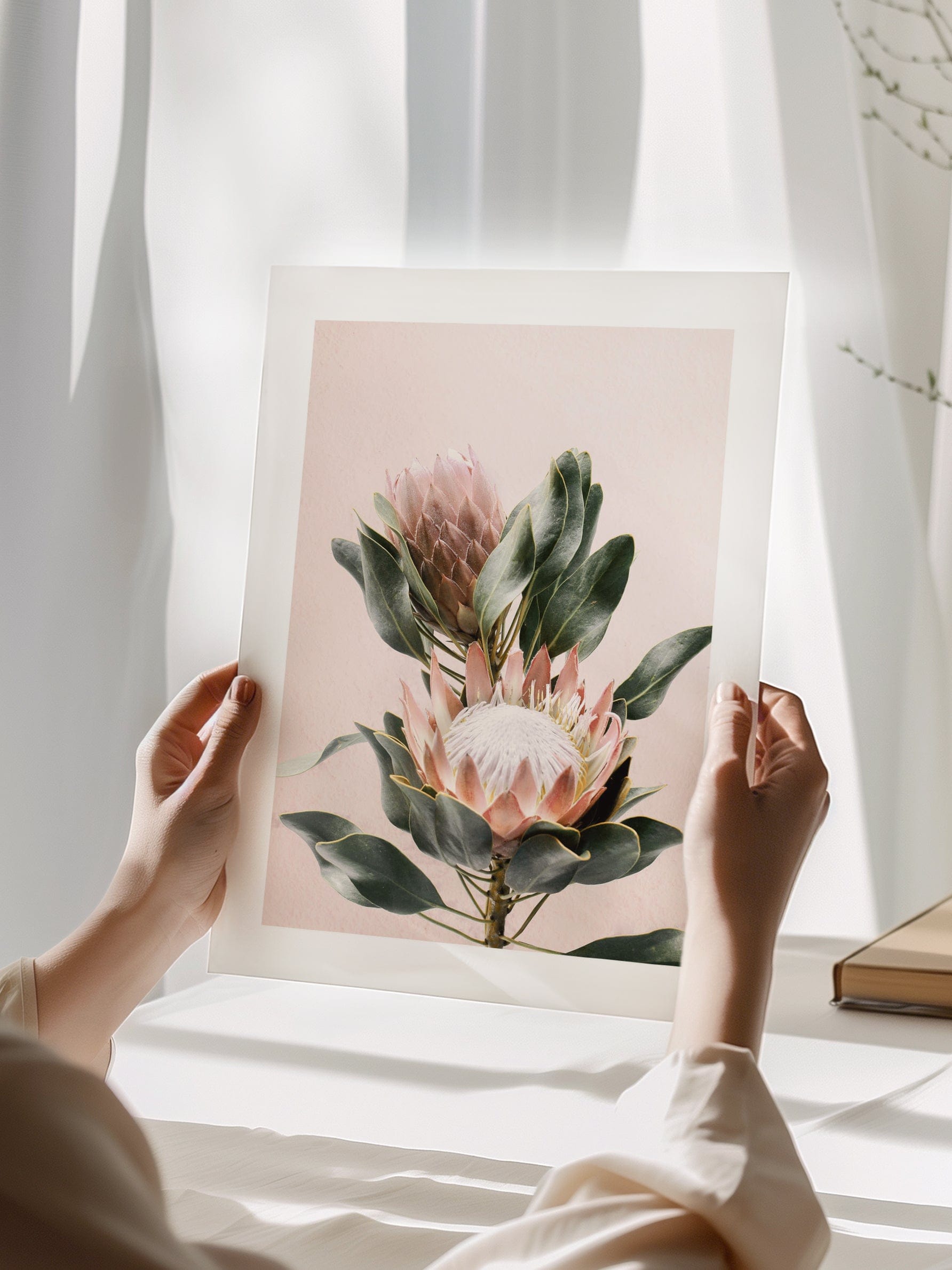 Protea Flowers Poster