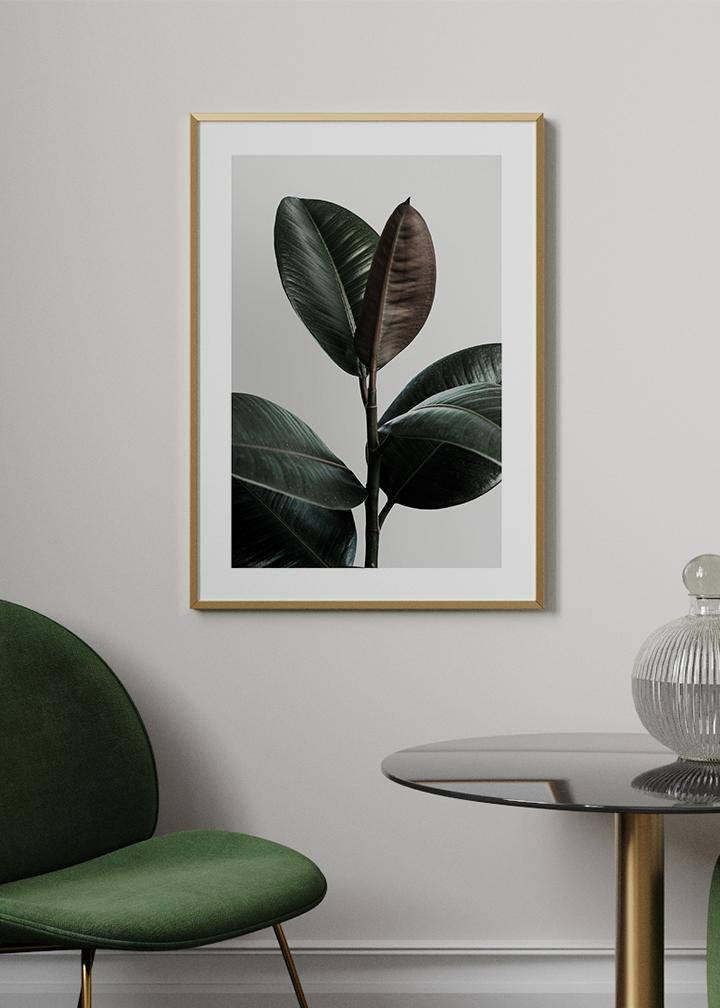 Rubber Plant 2 Poster - KAMANART.DE