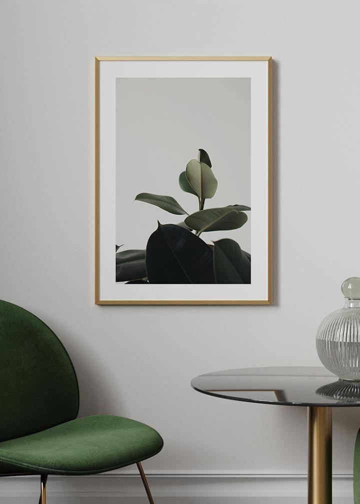 Rubber Plant 3 Poster - KAMANART.DE