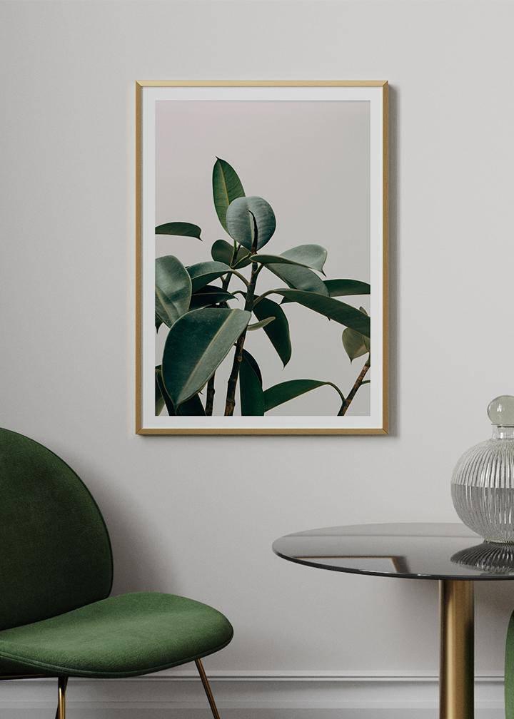 Rubber Plant Poster - KAMANART.DE